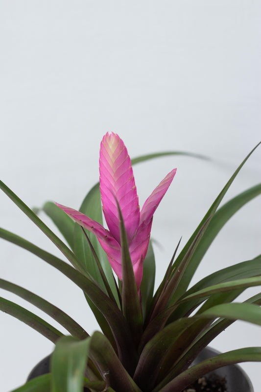 Tillandsia Cyanea