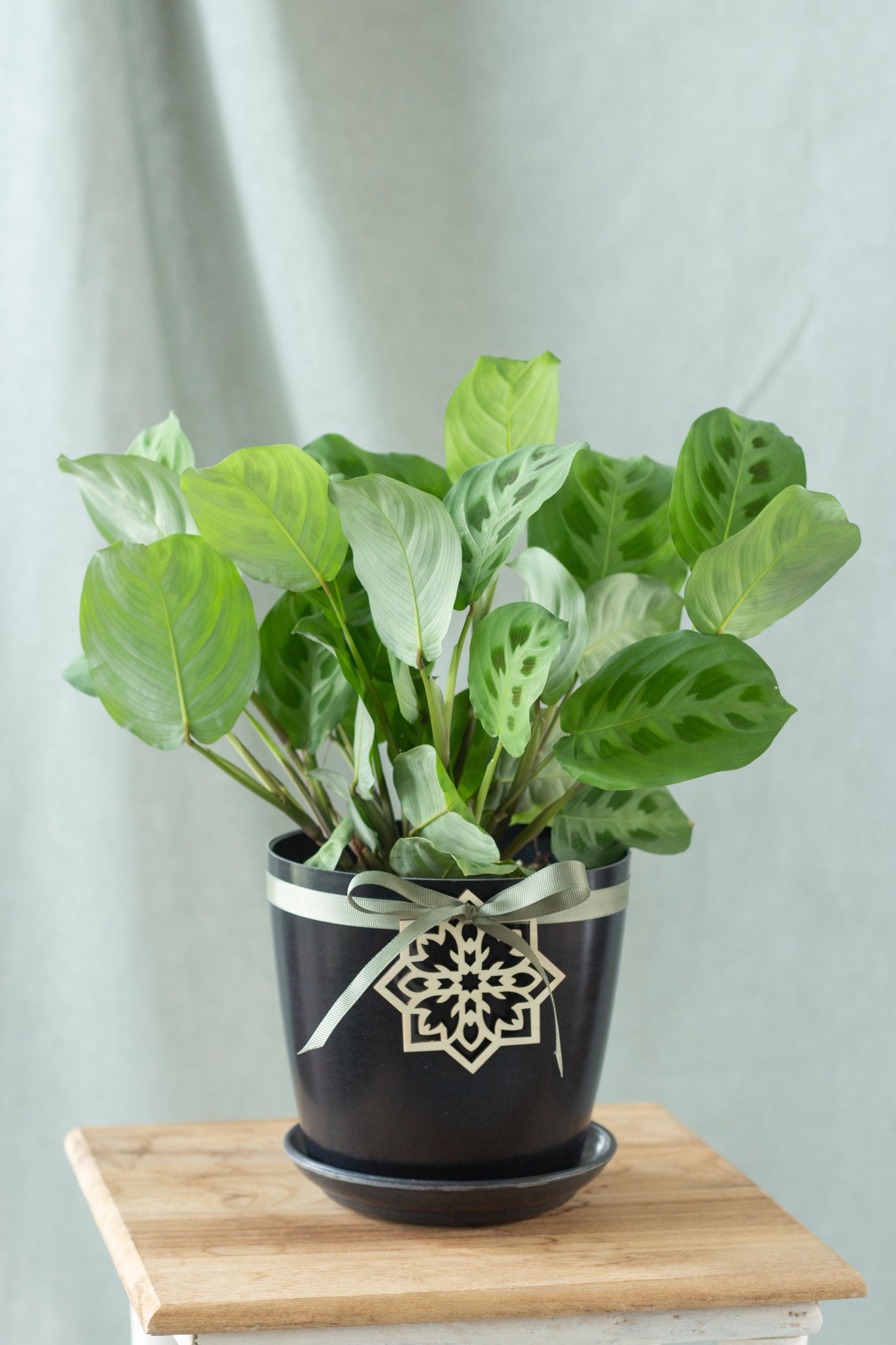 prayer plant maranta leuconeura kerchoveana Maranta Leuconeura Kerchoveana – Bloomspace