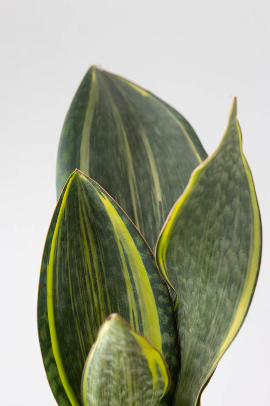Sansevieria Masoniana Variegata