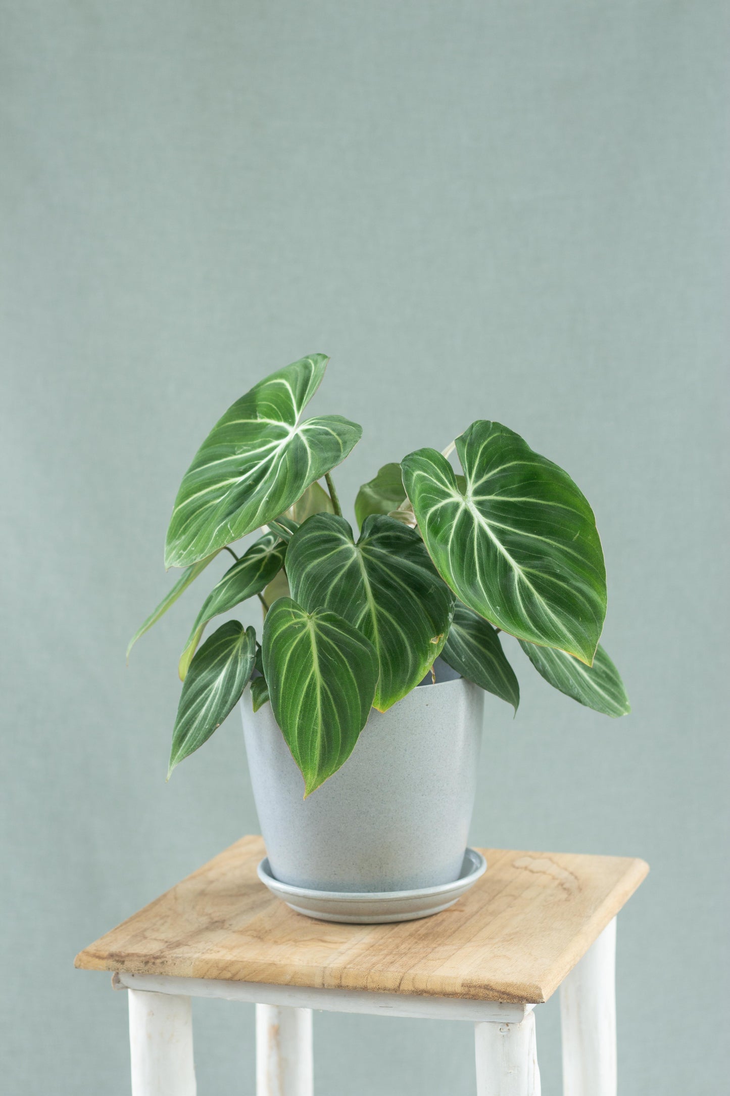 philodendron gloriosum small Philodendron Gloriosum – Bloomspace