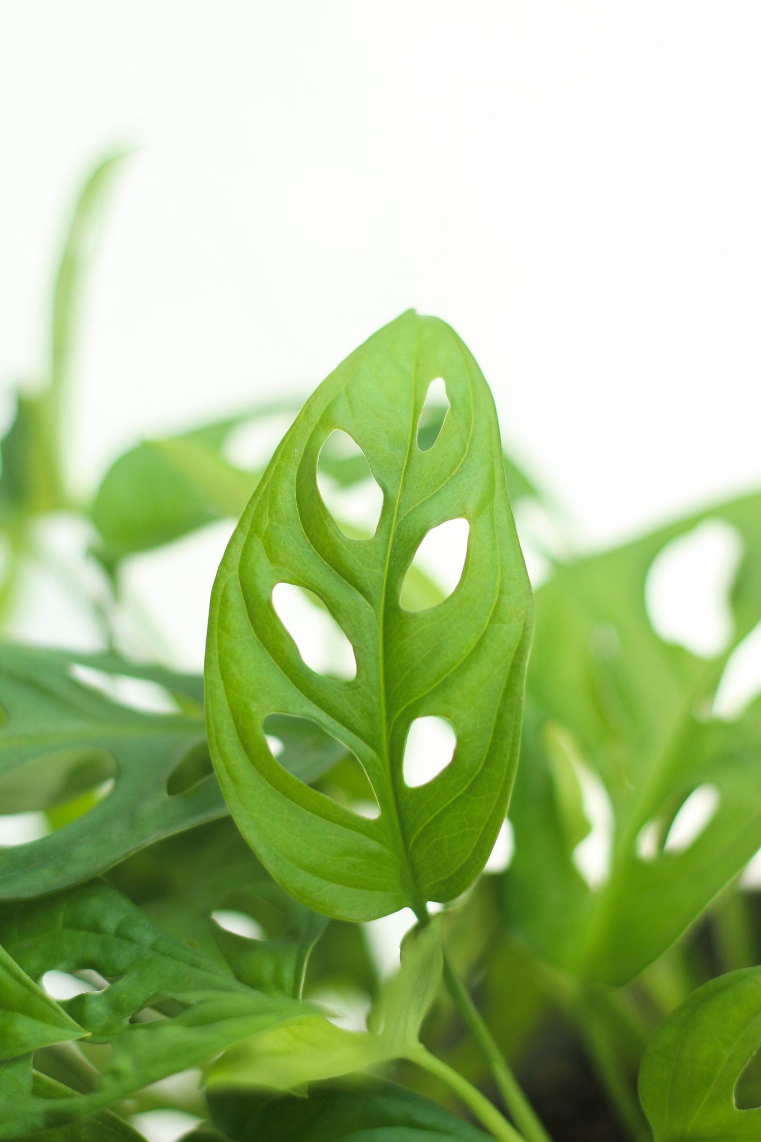 Closeup-Monstera Adansonii