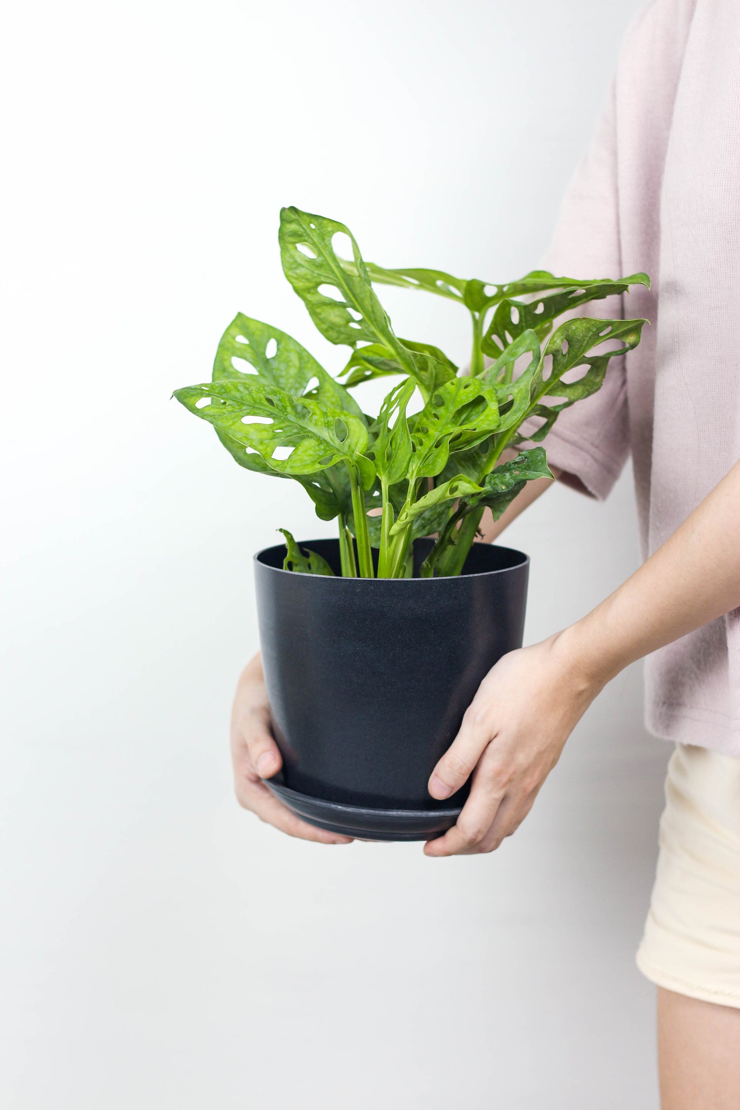 planterina monstera adansonii Monstera Adansonii – Bloomspace