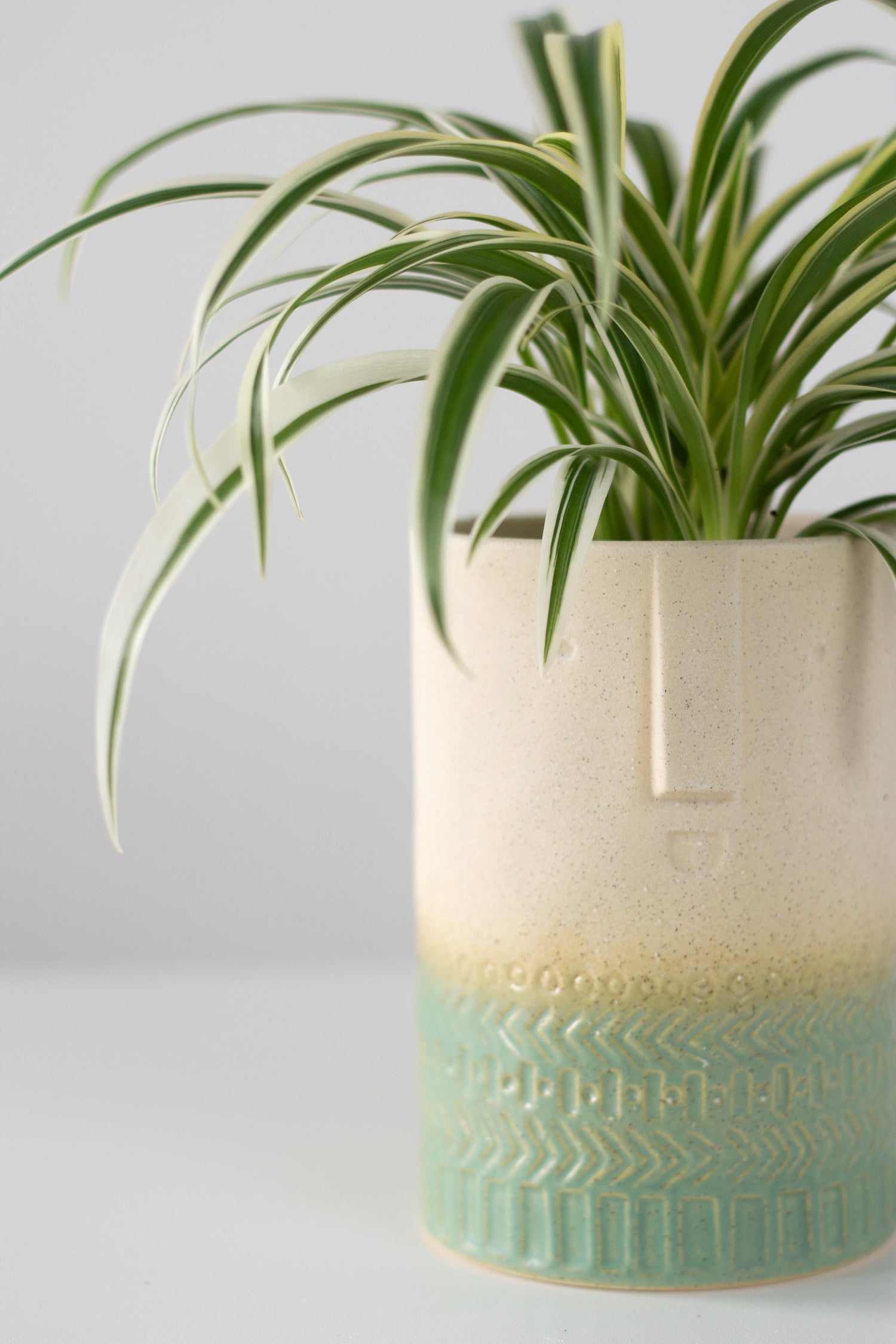 spider ivy plant Spider Ivy – Bloomspace
