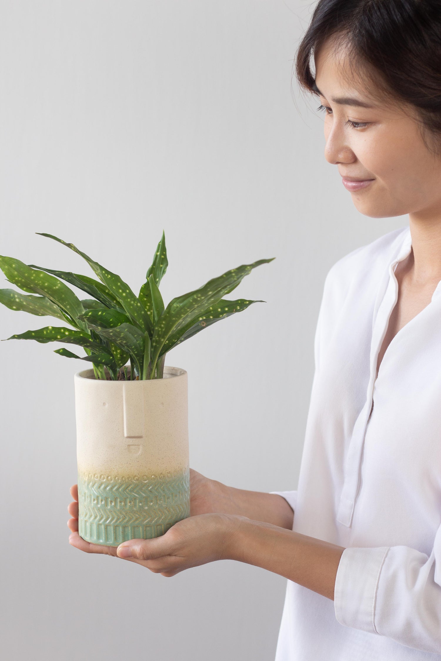 potted cast iron plant Cast Iron Plant – Bloomspace