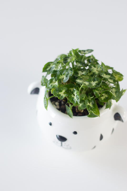 Syngonium Pups