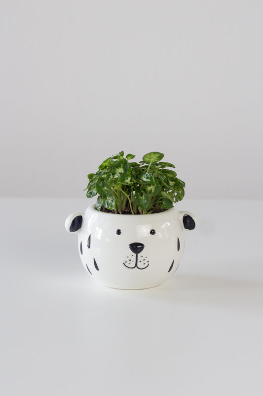 Syngonium Pups
