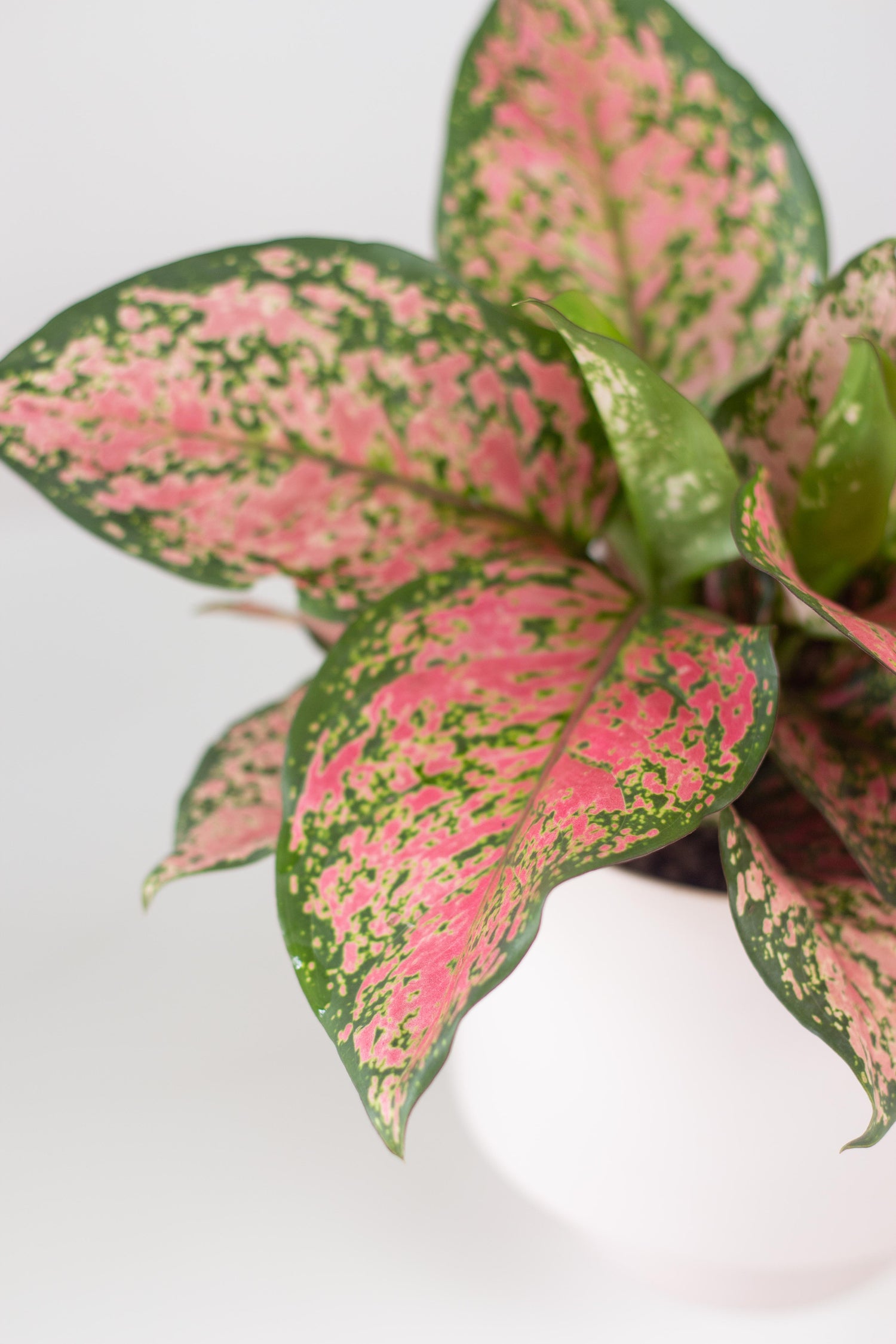aglaonema pink anjamani Anjamani Pink – Bloomspace