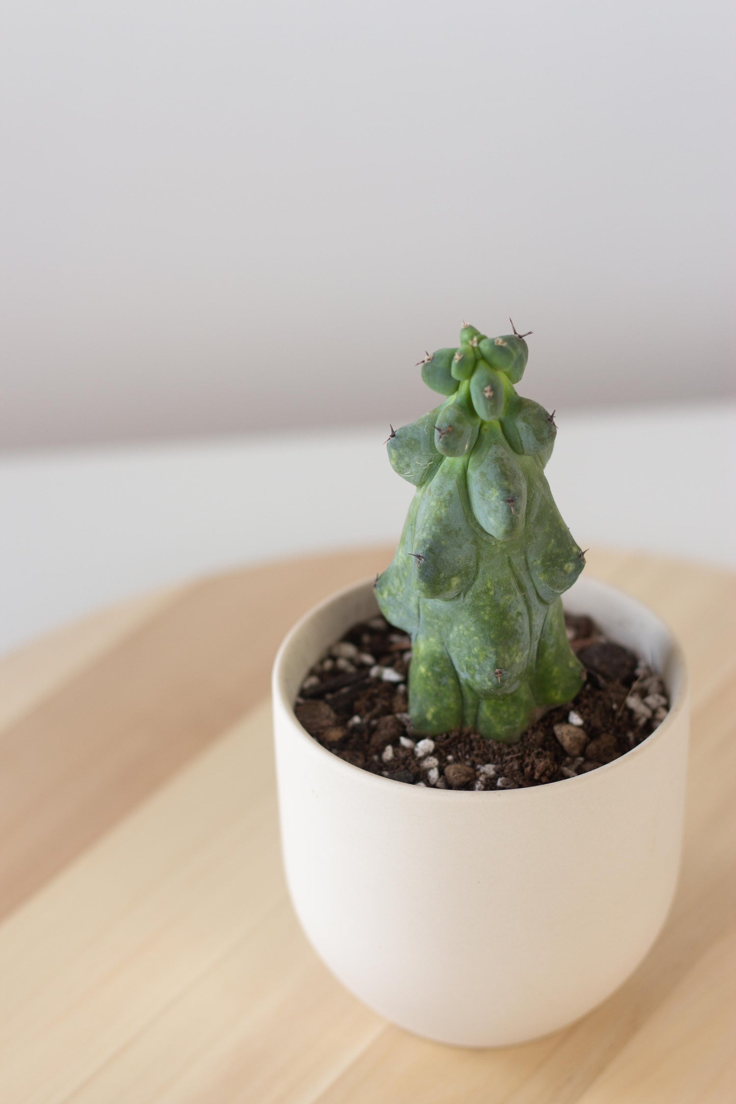 booby plant pot Booby Cactus – Bloomspace