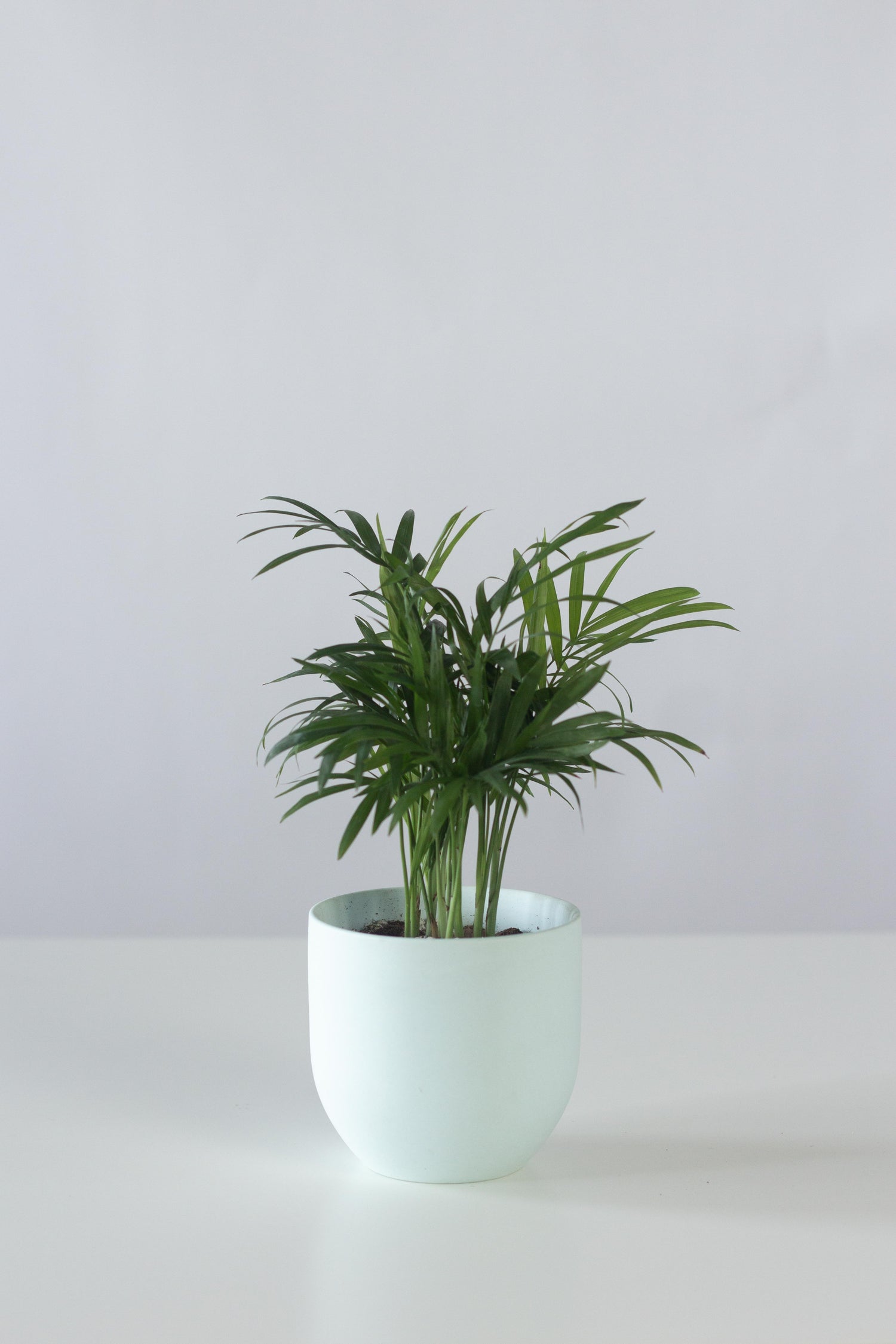 cascade palm plant Cascade Palm – Bloomspace