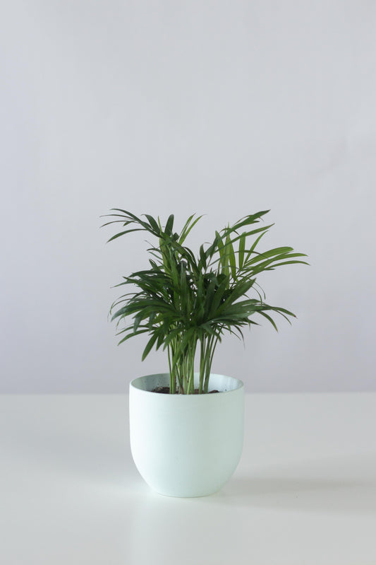 Cascade Palm
