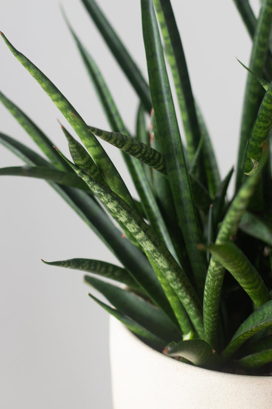 Sansevieria Fernwood