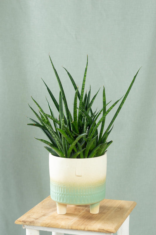 Sansevieria Fernwood