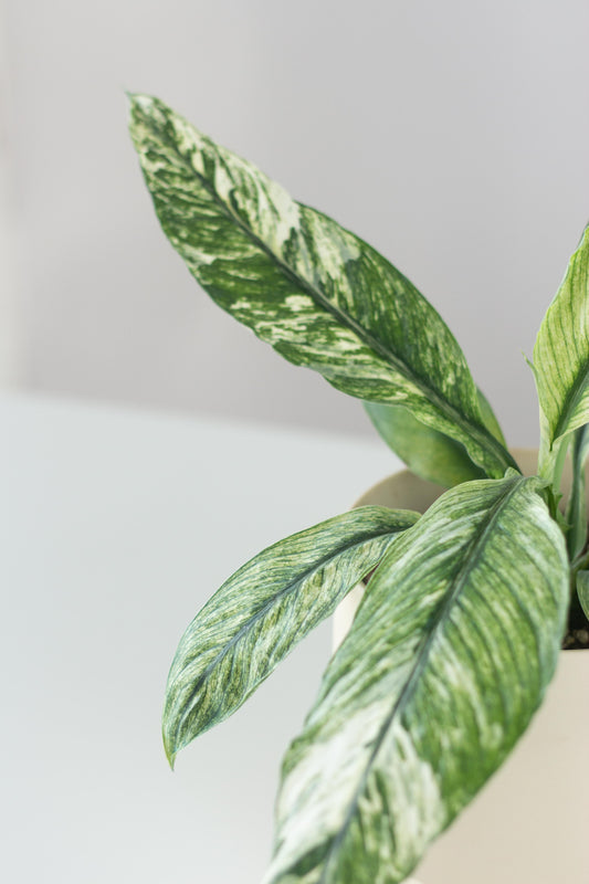 Spathiphyllum Sensation Variegated