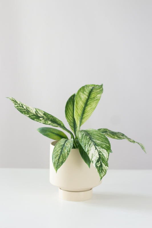 Spathiphyllum Sensation Variegated
