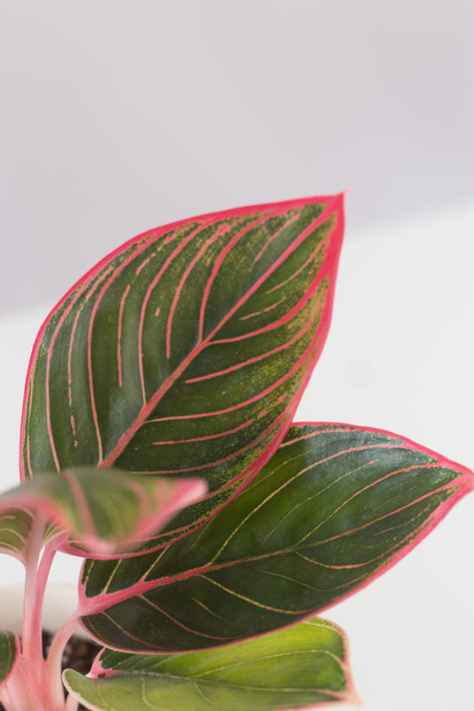 Aglaonema Khanza