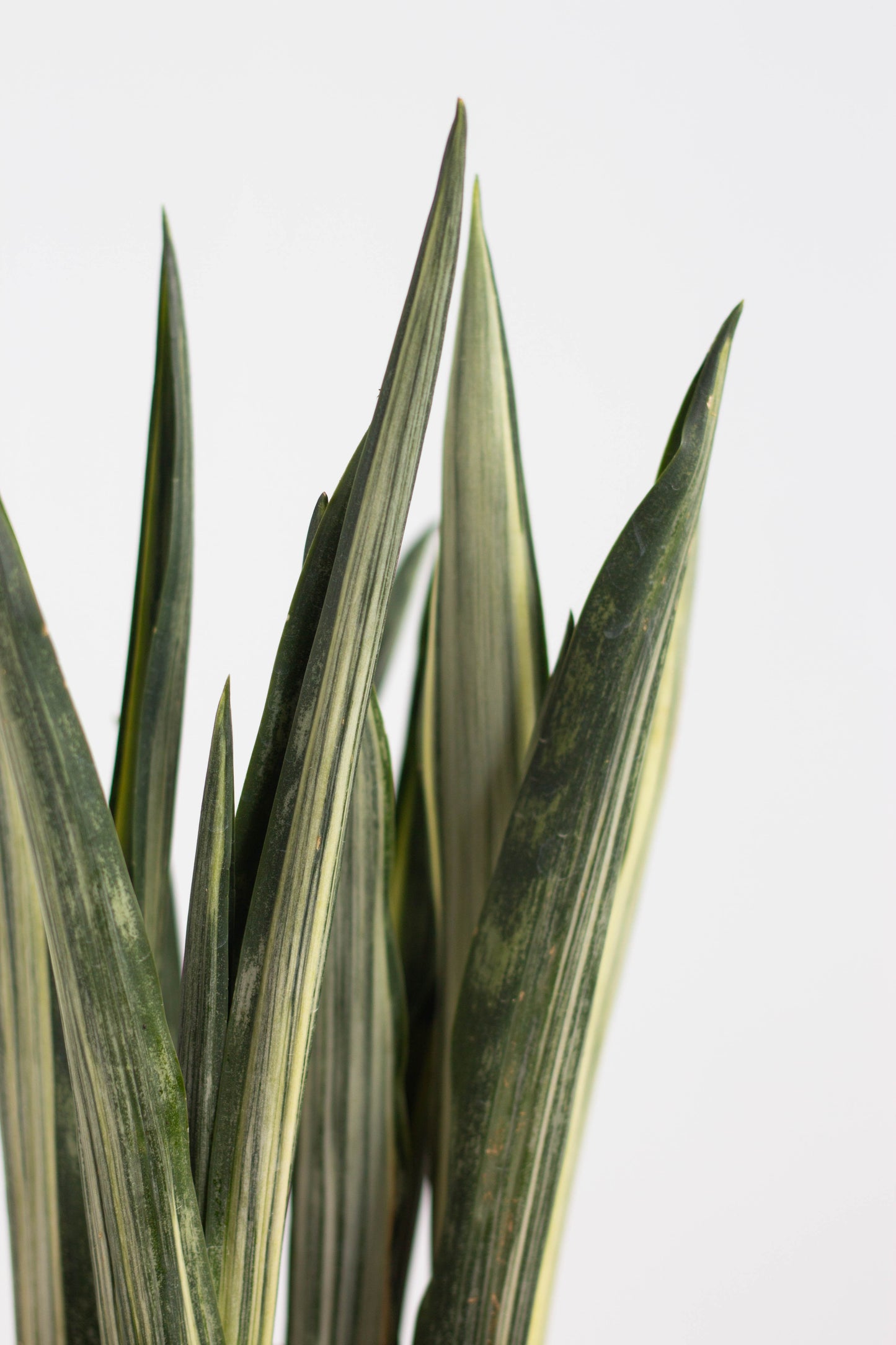sansevieria bantel's sensation Sansevieria Bantel Sensation – Bloomspace