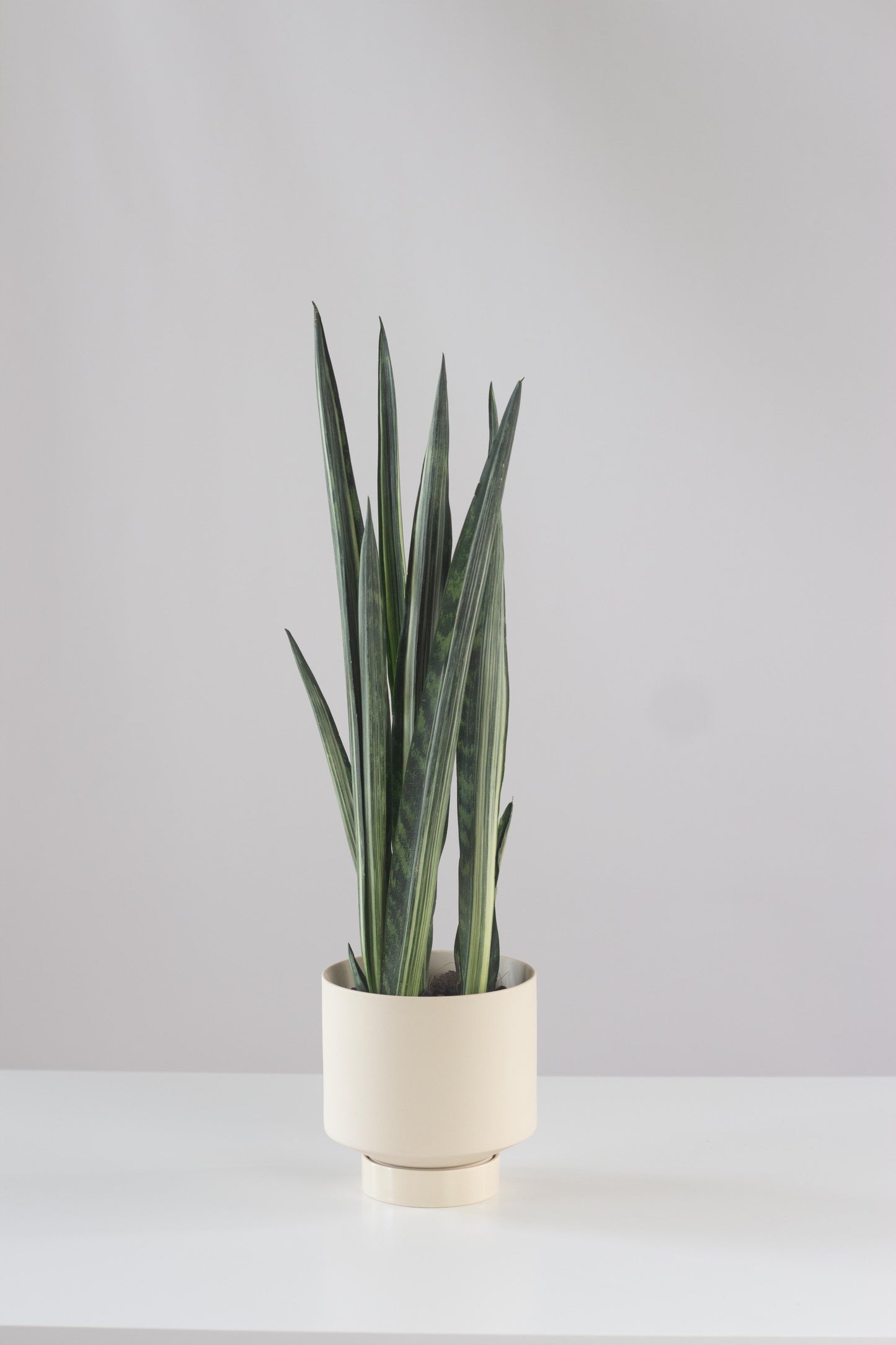 sansevieria sensation Sansevieria Bantel Sensation – Bloomspace