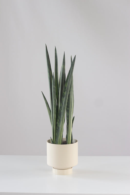 Sansevieria Bantel Sensation