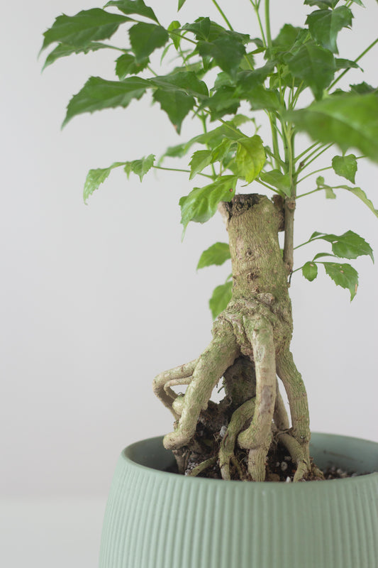 China Doll Bonsai