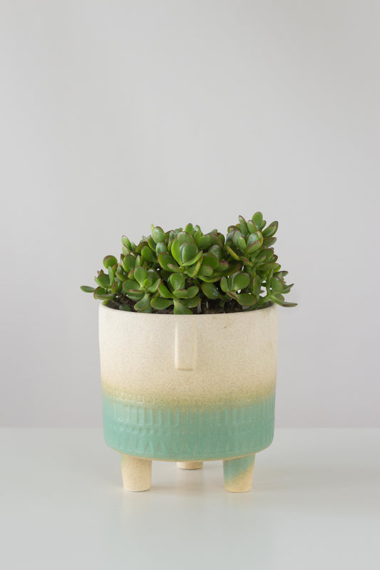 Jade Plant