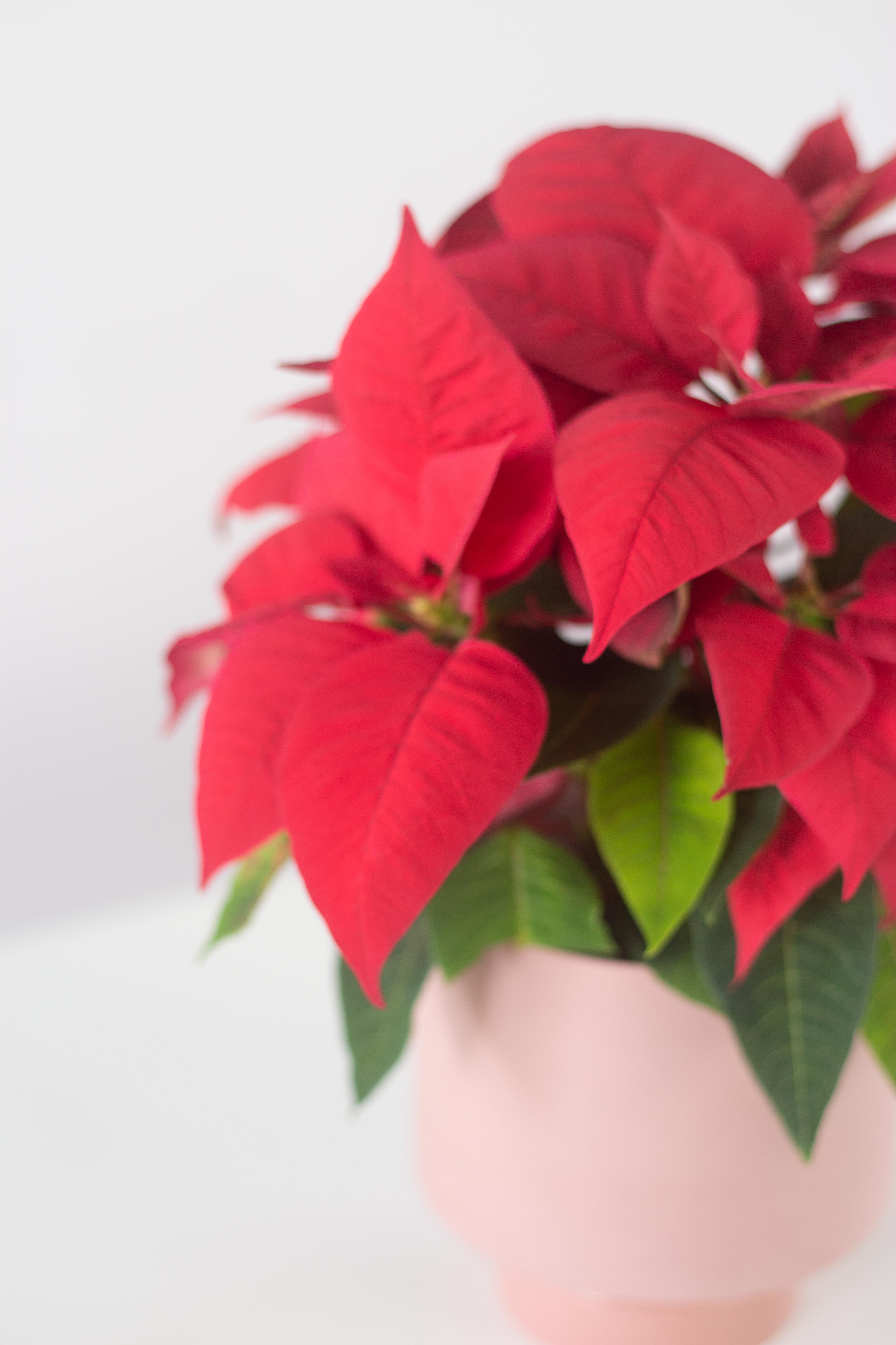 Xmas Bloomspace xmas-bloomspace