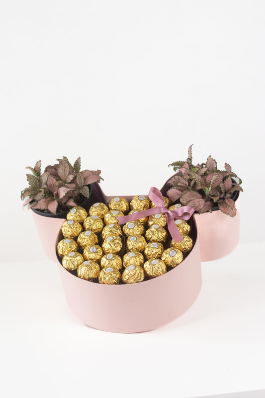 Sweet Fittonia Set
