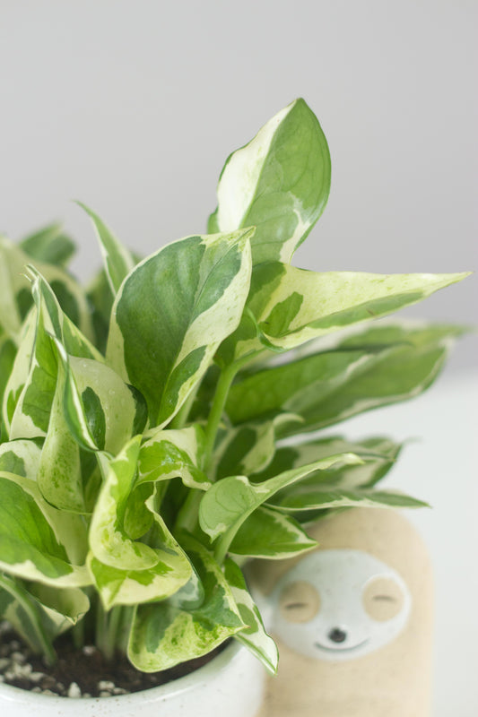 N'joy Money Plant