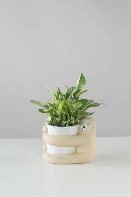 N'joy Money Plant