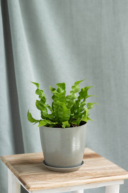 Bird's Nest Fern