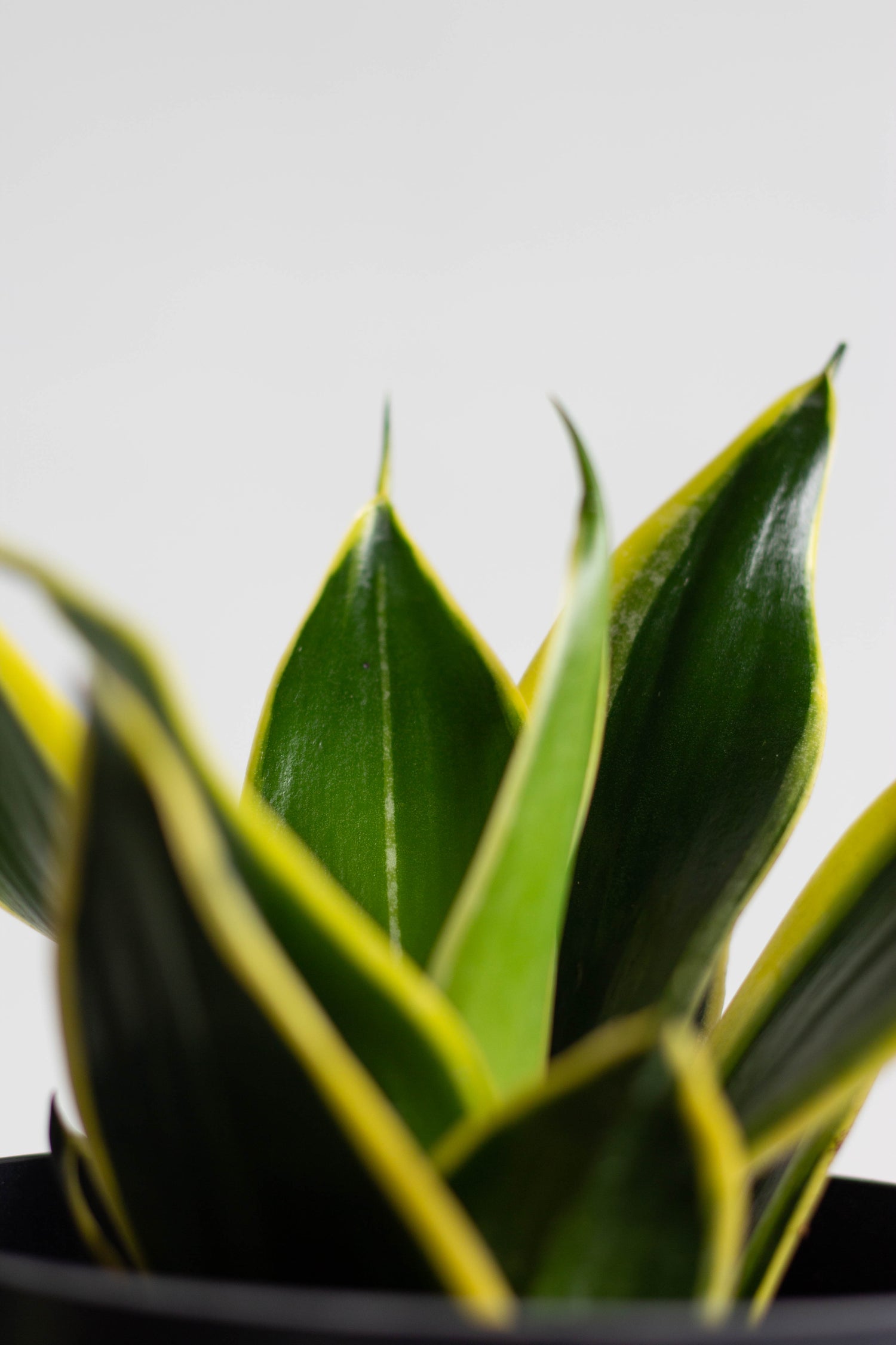 sansevieria all night star Sansevieria Black Star – Bloomspace