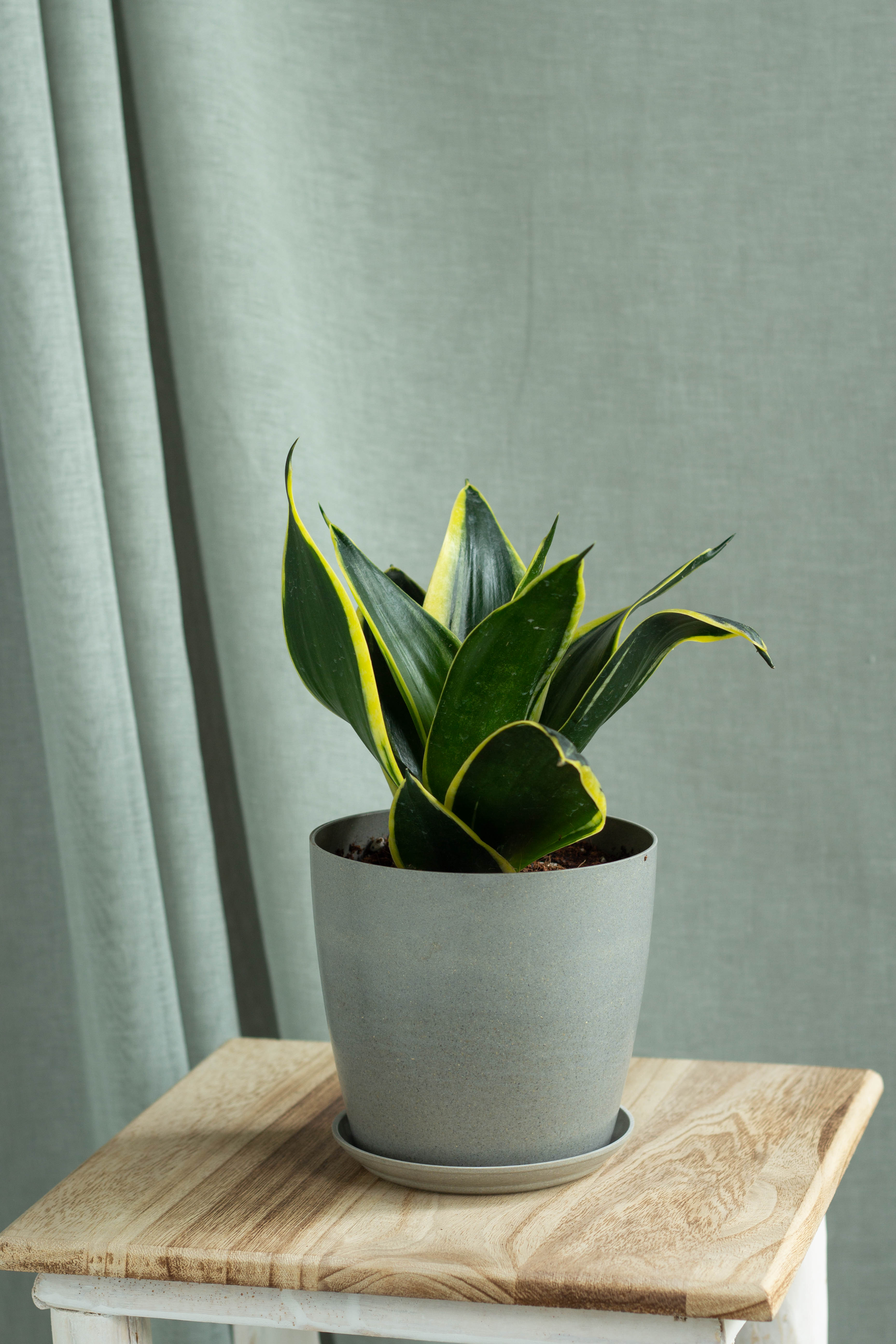 black star snake plant Sansevieria Black Star – Bloomspace