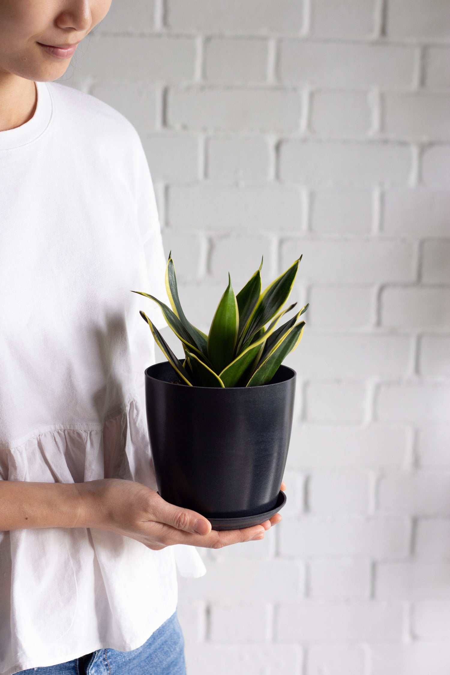 black star snake plant care Sansevieria Black Star – Bloomspace