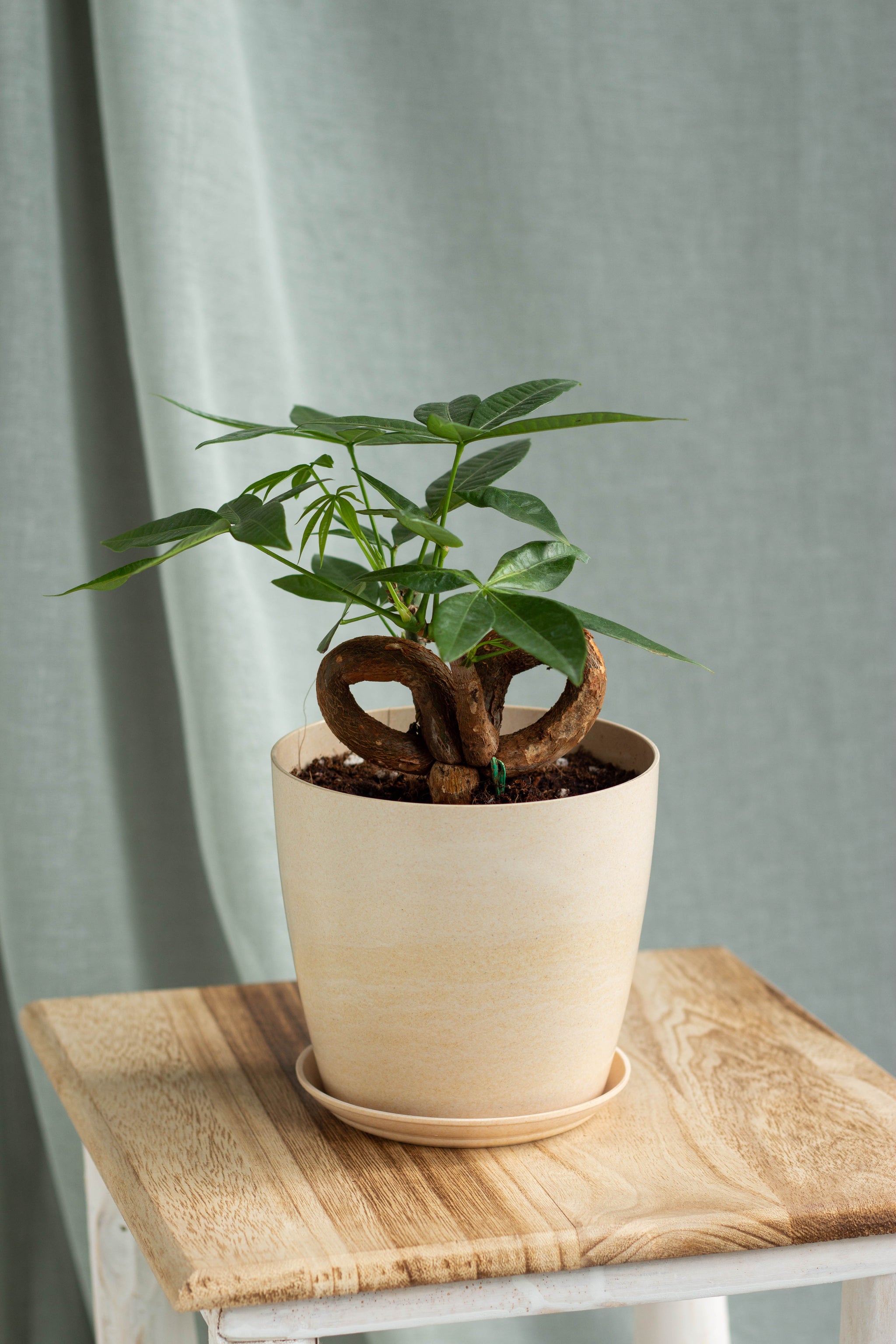 Bonsai Money Tree – Bloomspace