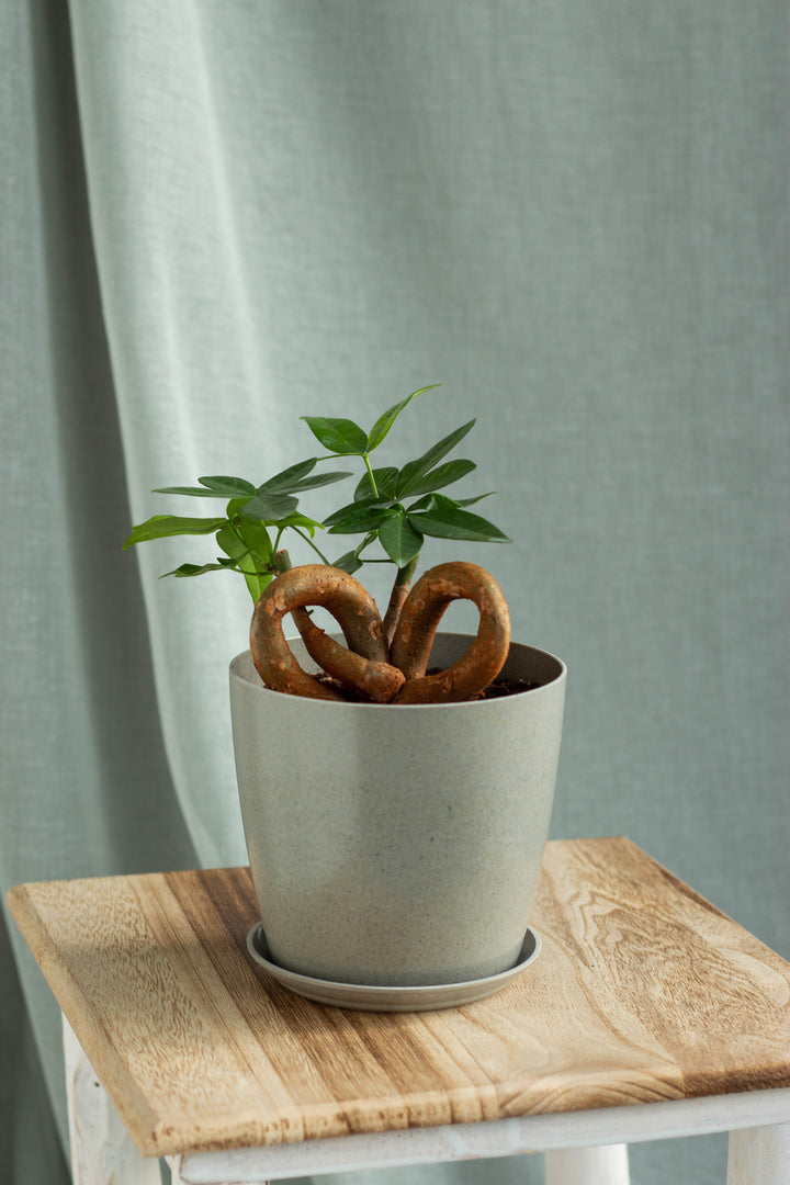 New Arrivals – Bloomspace