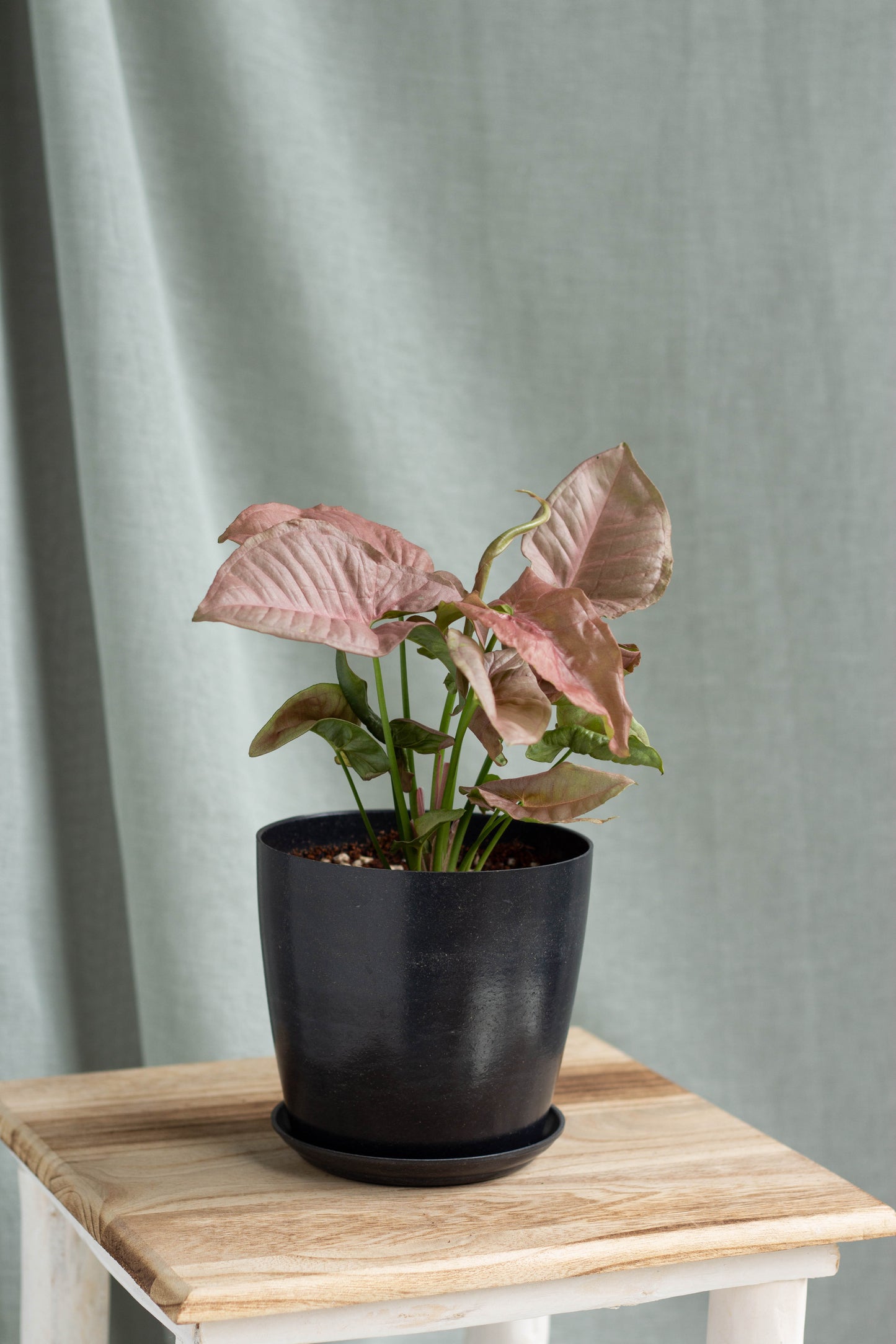 Syngonium Podophyllum 'Pink'