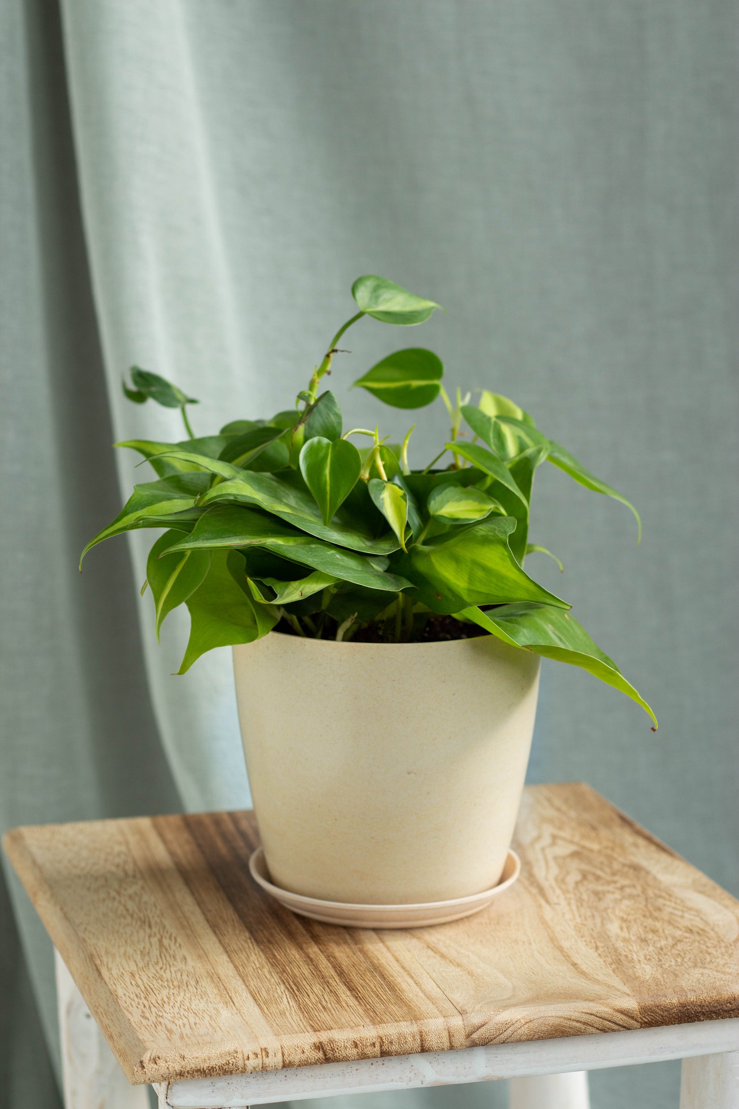 basil philodendron Philodendron Brasil – Bloomspace