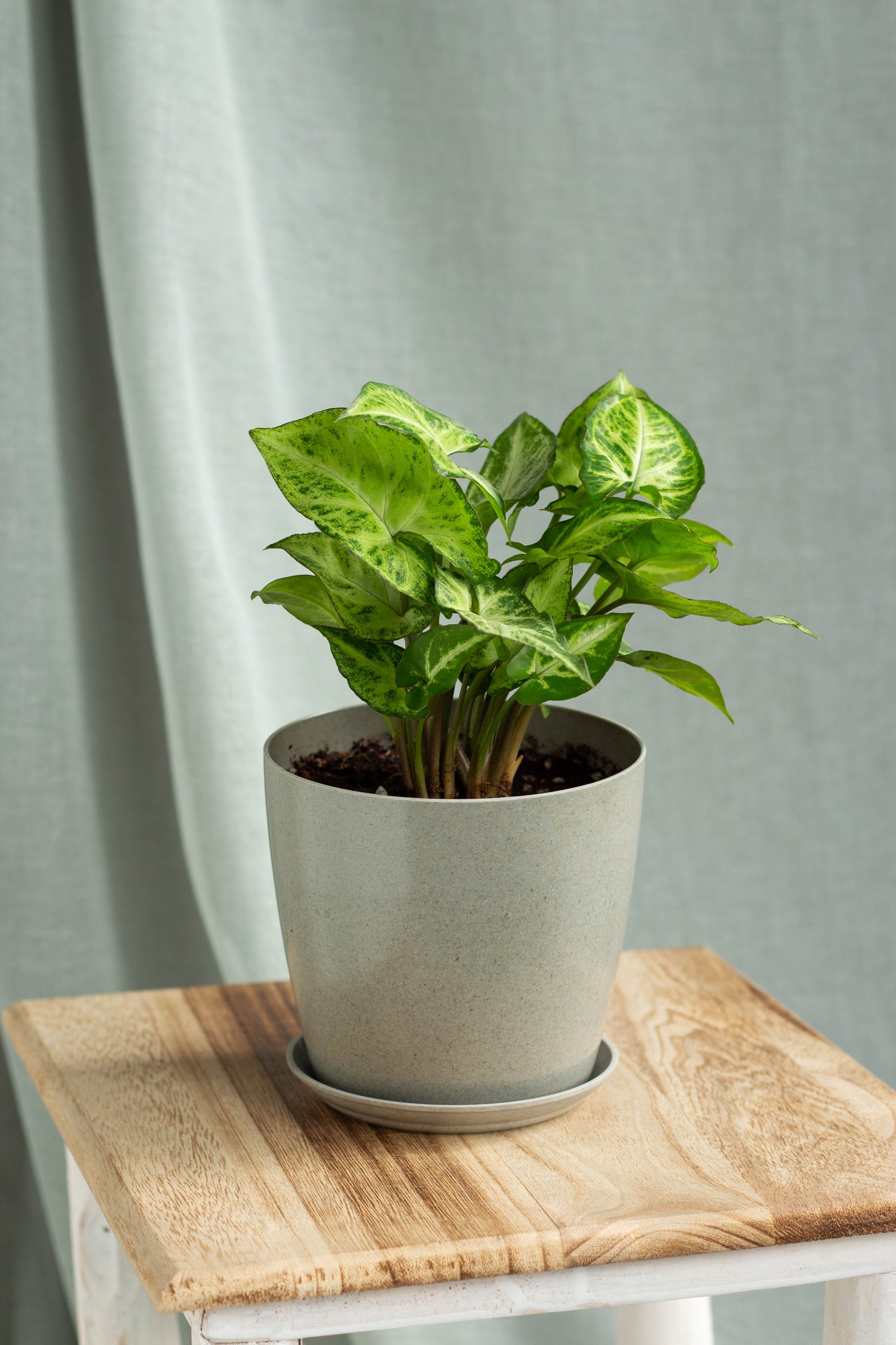 is syngonium an indoor plant Syngonium Podophyllum – Bloomspace