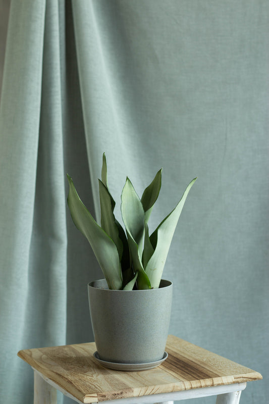 Sansevieria Moonshine