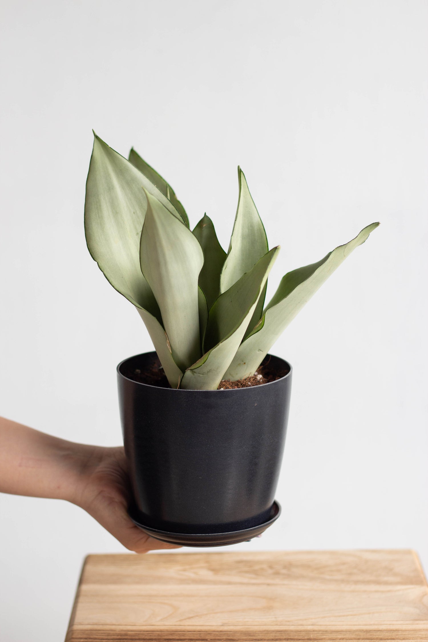 sansevieria moonshine nz Sansevieria Moonshine – Bloomspace