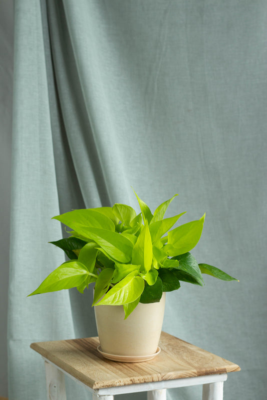 Neon Pothos