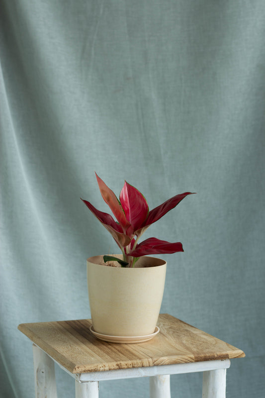 Aglaonema Red Anjamani