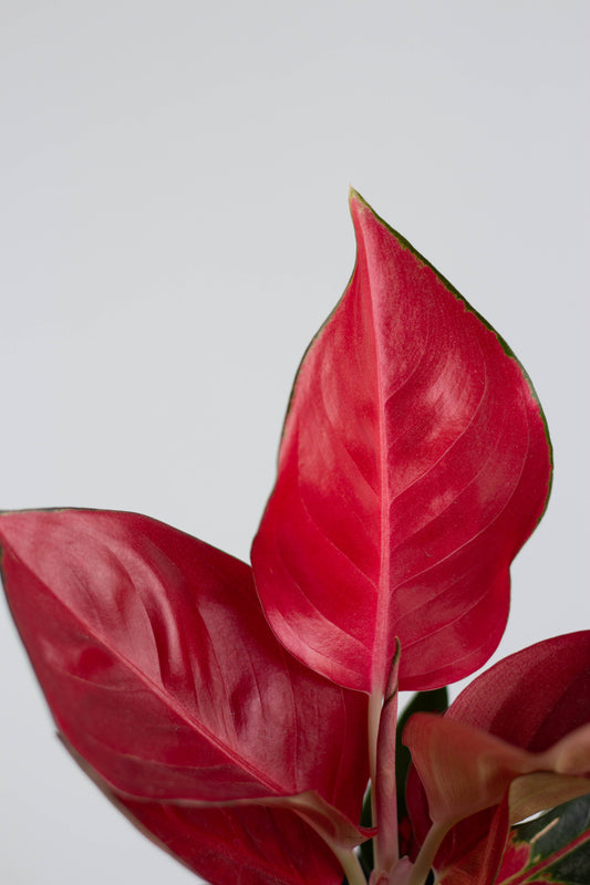 Aglaonema Red Anjamani