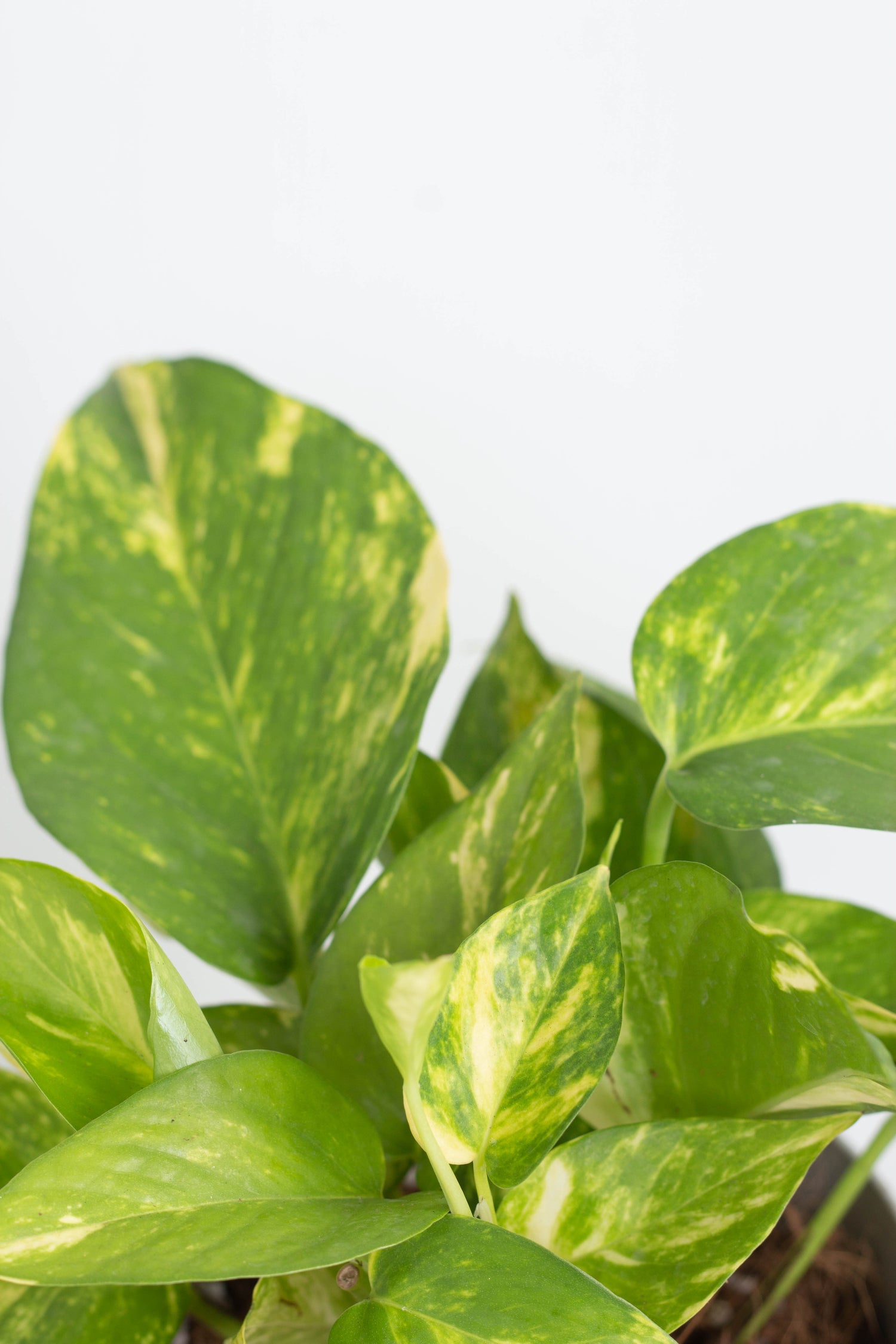 golden pothos scientific name Golden Pothos – Bloomspace