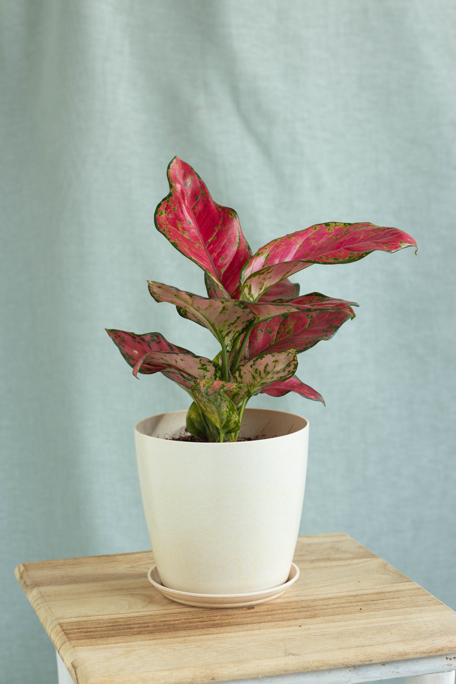 aglaonema beauty plant Aglaonema Red Beauty – Bloomspace
