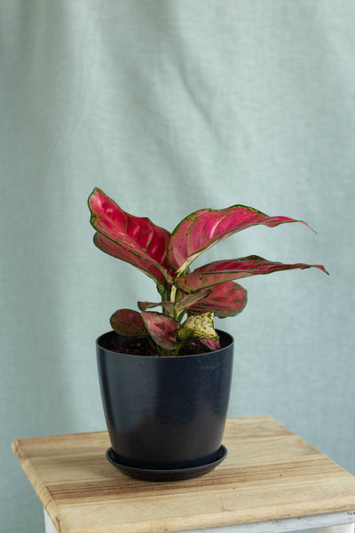 aglaonema red fountain Aglaonema Red Beauty – Bloomspace