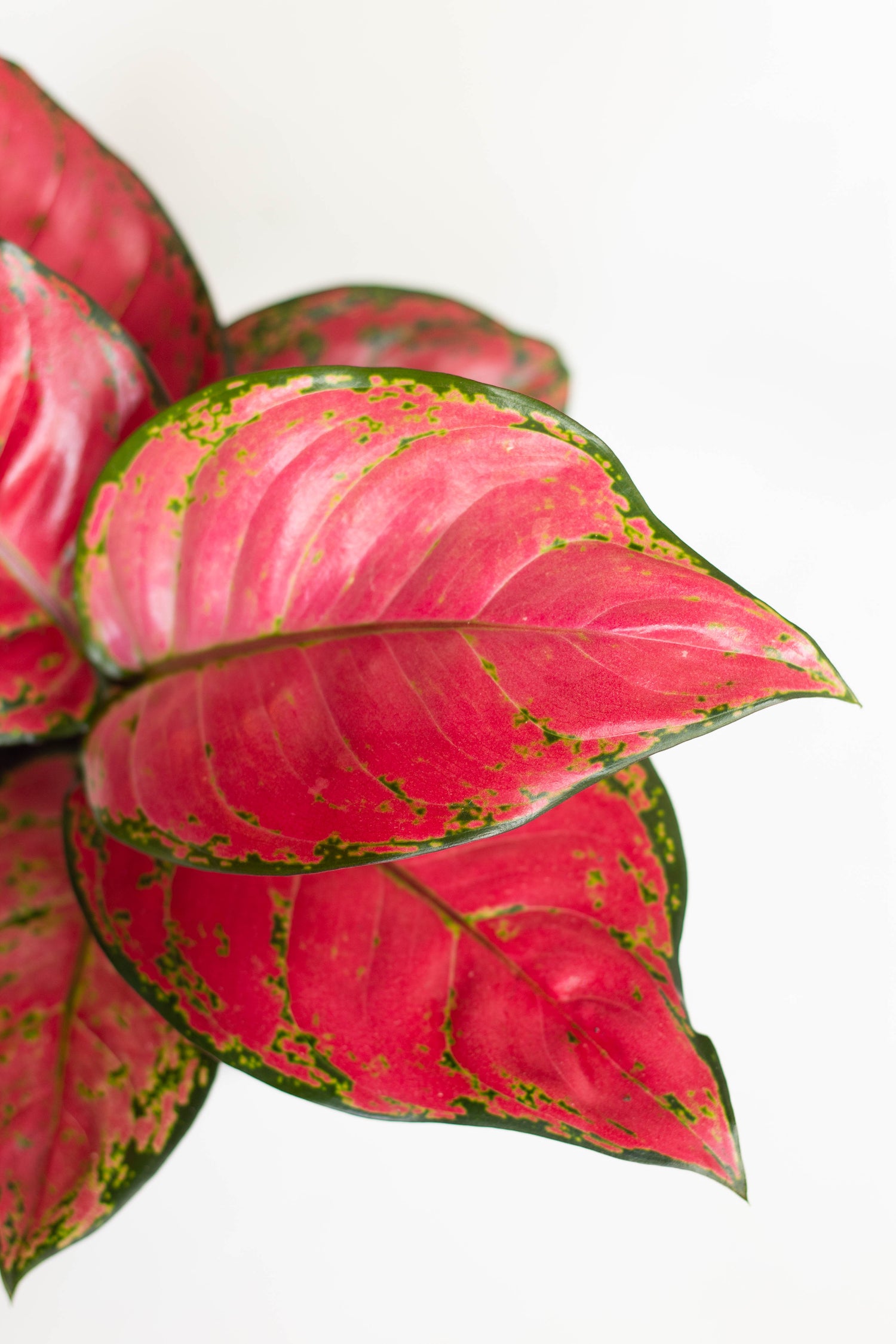 aglaonema red beauty Aglaonema Red Beauty – Bloomspace