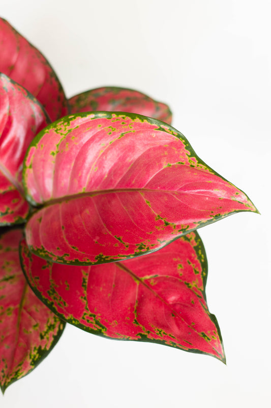 Aglaonema Red Beauty
