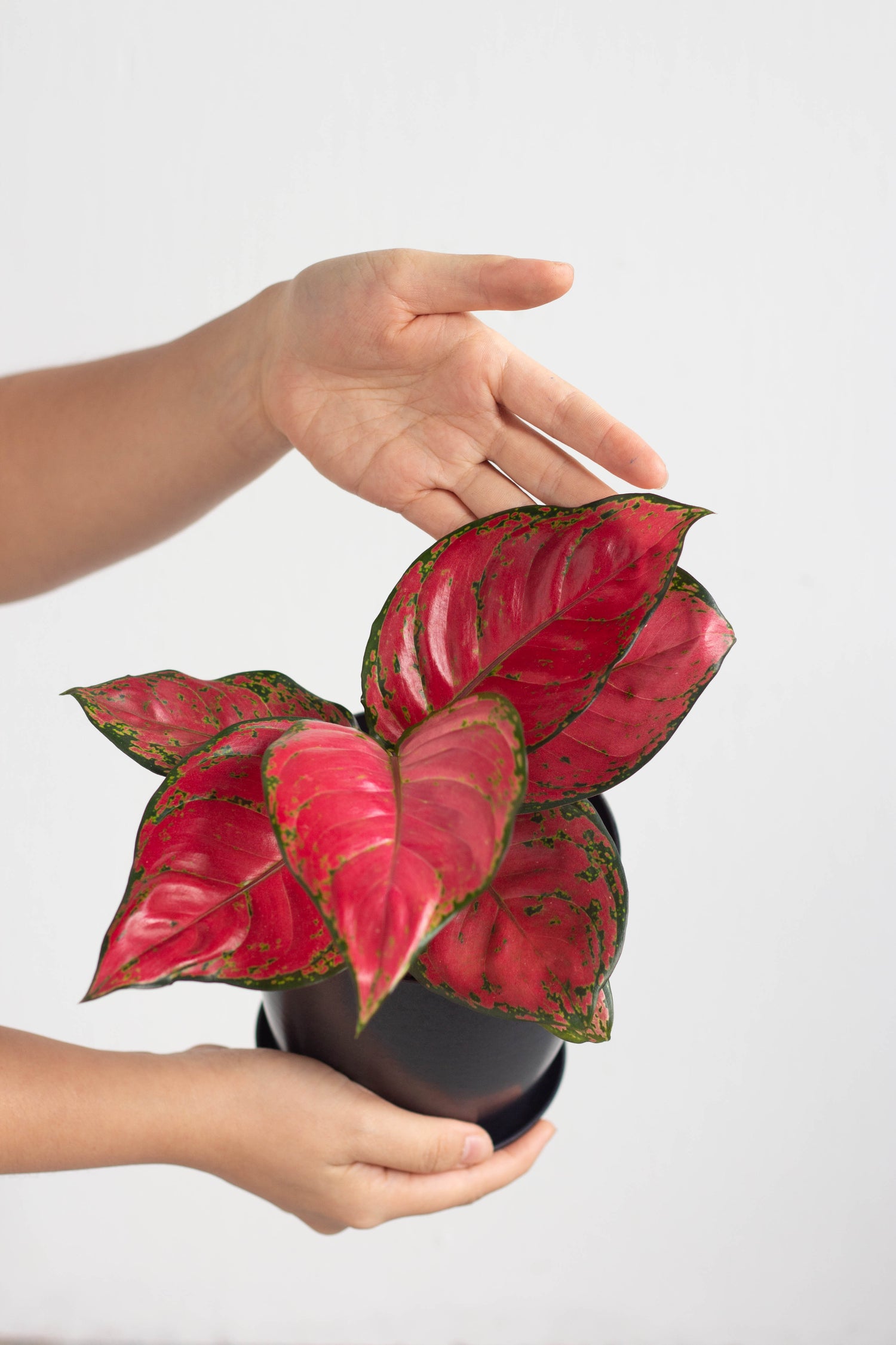 aglaonema brilliant beauty Aglaonema Red Beauty – Bloomspace