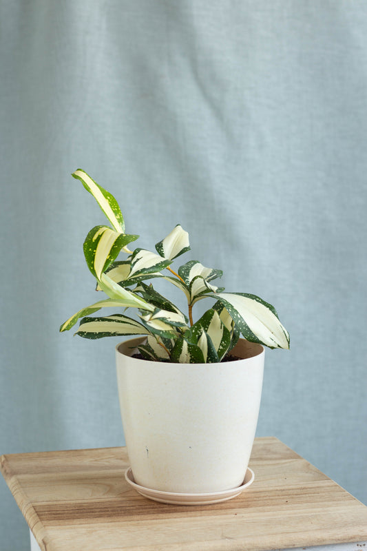 Dracaena Milky Way