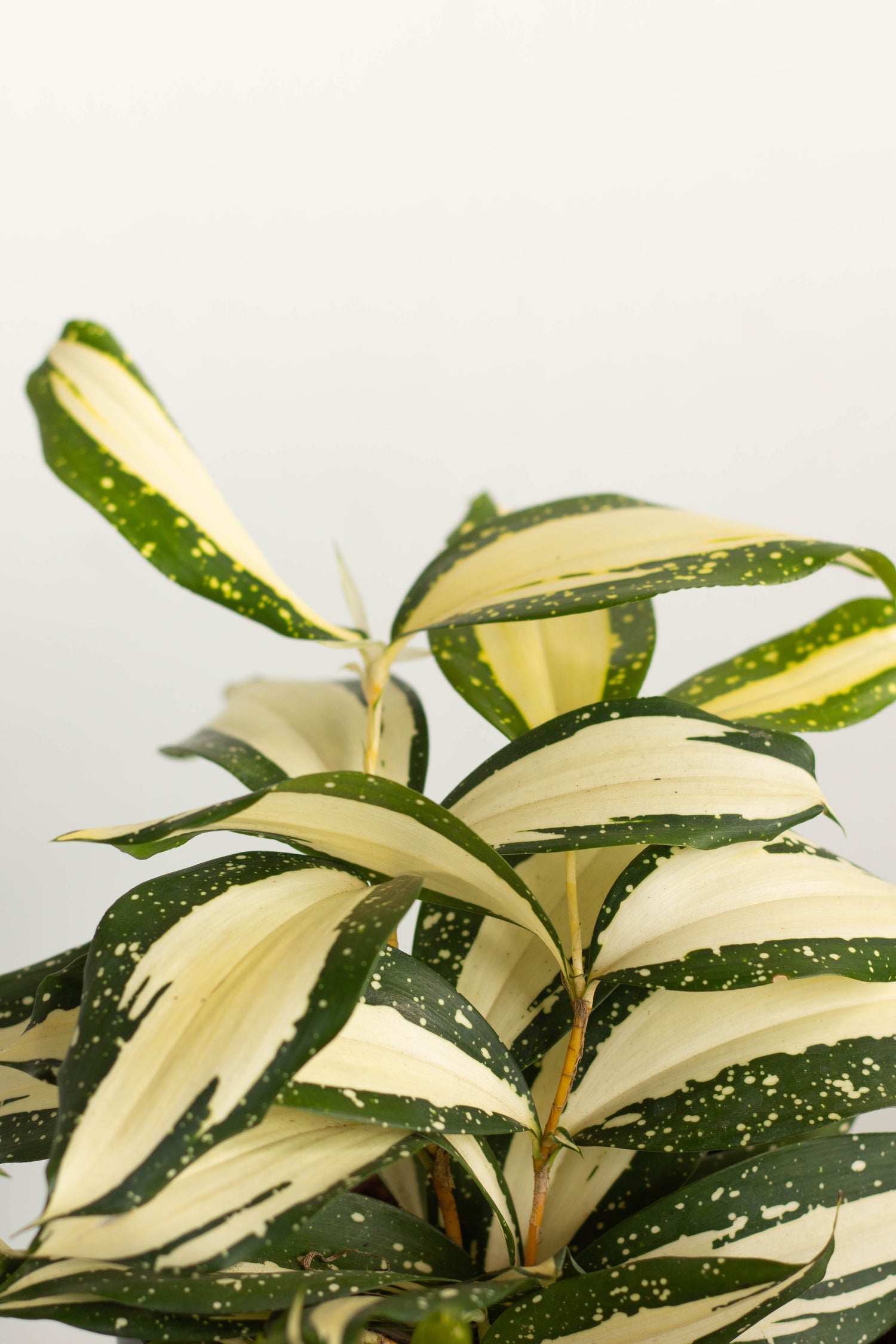 dracaena milky way care Dracaena Milky Way – Bloomspace